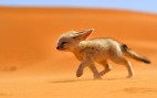 Fennec fox. Picture courtesy of Fransisco Mingorance:National Geographic Traveler Photo Contest