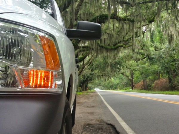 Albert closeup Savannah